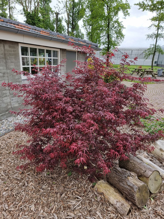 Klon palmowy Acer palmatum Starfish