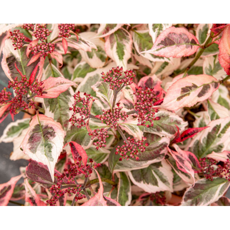 Hortensja Hydrangea 'Euphorbia Pink'