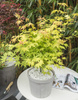Klon palmowy Acer palmatum 'Orange Dream'