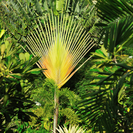 Pielgrzan Madagaskarski „Drzewo Podróżników” (Ravenala Madagascariensis) 5 nasion