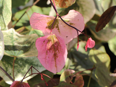 Judaszowiec kanadyjski (Cercis canadensis) odmiana 'CAROLINA SWEETHEART'