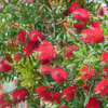 Krzew Kuflik Callistemon
