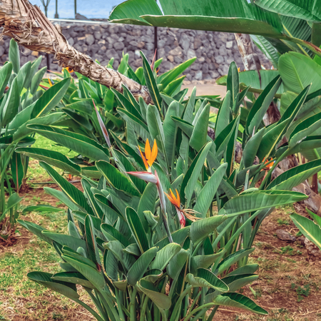 Strelicja królewska (Strelitzia Reginae) 5 nasion