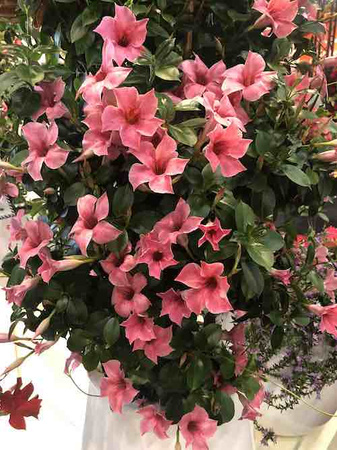 Mandevilla Sundaville Flamingo Pink (Dipladenia) Sandevilla