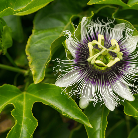 Marakuja Męczennica (Passiflora Edulis) 10 nasion