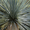 Juka Rostrata  (Yucca Rostrata) 5 nasion
