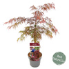 Klon palmowy Acer palmatum 'Garnet'