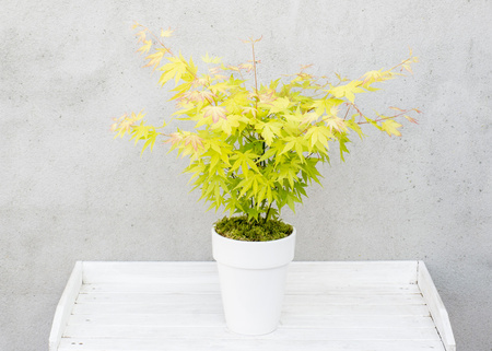 Klon palmowy Acer palmatum 'Orange Dream'