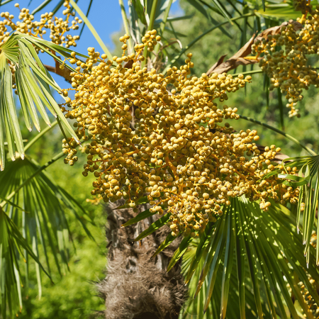 Szorstkowiec Fortunego (Trachycarpus Fortunei) 10 nasion
