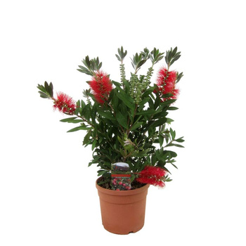 Krzew Kuflik Callistemon