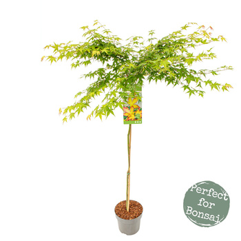 Klon palmowy Acer palmatum 'Little Princess'