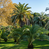 Palma Królewska Daktylowiec Kanaryjski (Phoenix Canariensis) 5 nasion