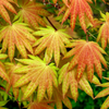 Klon palmowy Acer shirasawanum 'Moonrise'