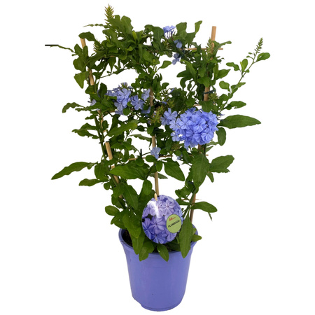 Plumbago auriculata Niebieski krzew Ołownik sadzonki 