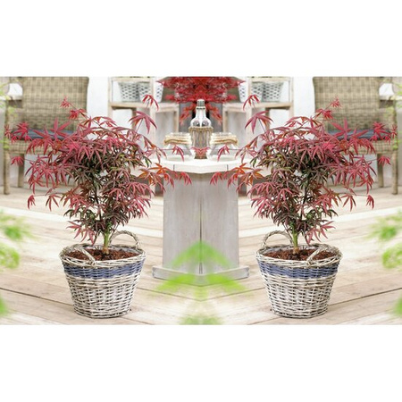 Klon palmowy Acer palmatum Starfish