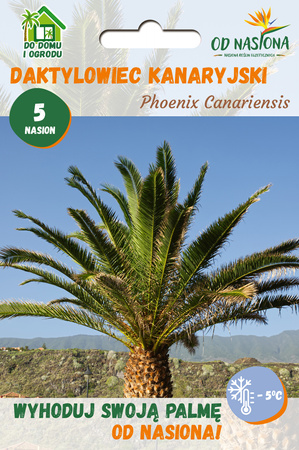 Palma Królewska Daktylowiec Kanaryjski (Phoenix Canariensis) 5 nasion