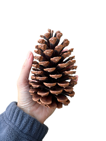Naturalna Duża Szyszka Sosny Pinii