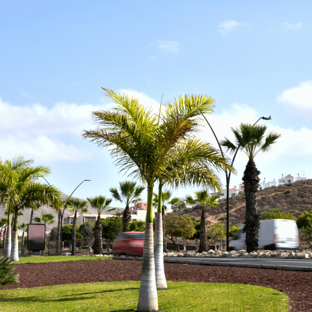 Palma Butelkowa (Hyophorbe Lagenicaulis) 3 nasiona