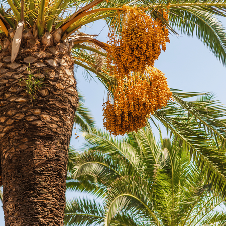 Daktylowiec właściwy (Phoenix Dactylifera) nasiona 5 szt
