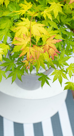 Klon palmowy Acer palmatum 'Orange Dream'