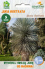Juka Rostrata  (Yucca Rostrata) 5 nasion