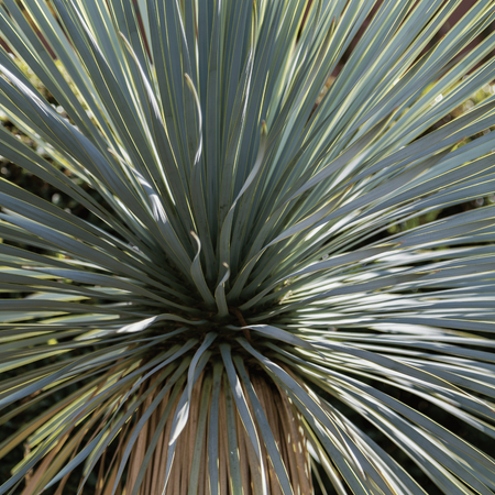 Juka Rostrata (Yucca Rostrata) 5 nasion