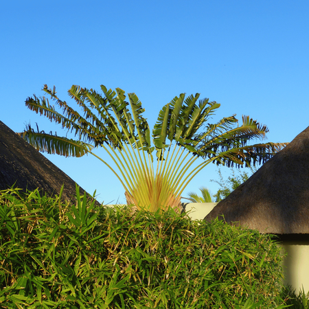 Pielgrzan Madagaskarski „Drzewo Podróżników” (Ravenala Madagascariensis) 5 nasion