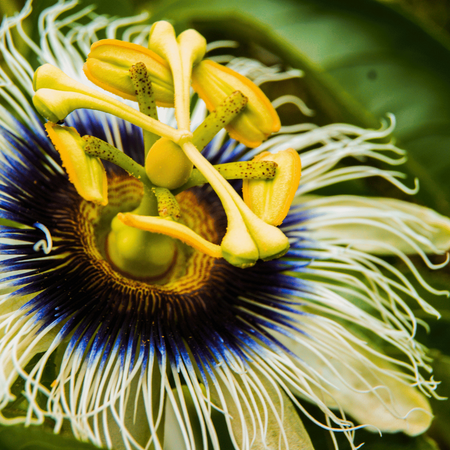 Marakuja Męczennica (Passiflora Edulis) 10 nasion