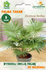 Palma Livistona Saribus Taraw (Livistona Saribus) 5 nasion