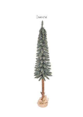 Choinka Świerk srebrny na pniu – Srebrzysta Smukła Elegancja 100 cm