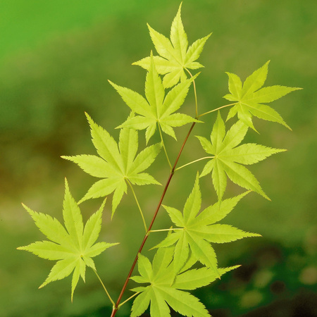 Klon palmowy Acer palmatum 'Summer Gold'