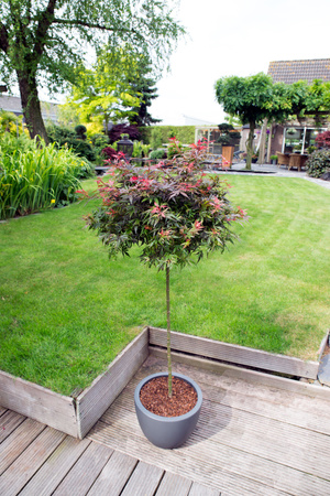 Klon palmowy Acer palmatum 'Shaina'