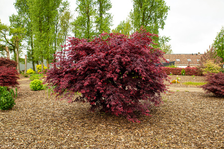 Klon palmowy Acer palmatum 'Trompenburg'