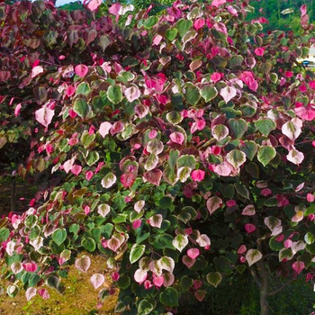 Judaszowiec kanadyjski (Cercis canadensis) odmiana 'CAROLINA SWEETHEART'