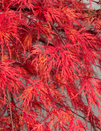 Klon palmowy Acer palmatum 'Emerald Lace'