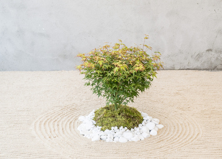 Klon palmowy Acer palmatum 'Little Princess'