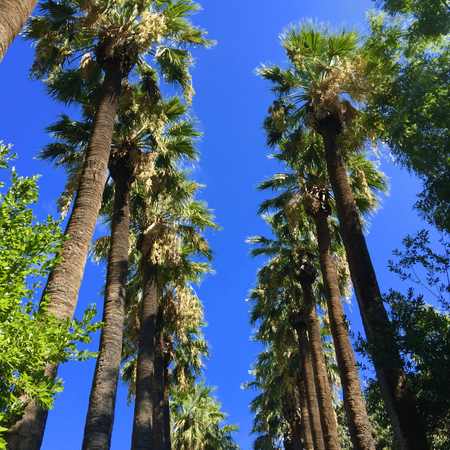 Palma Meksykańska (Washingtonia Robusta) 5 nasion