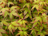 Klon palmowy Acer palmatum 'Little Princess'