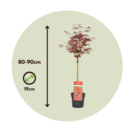 Klon palmowy Acer palmatum 'Shaina'