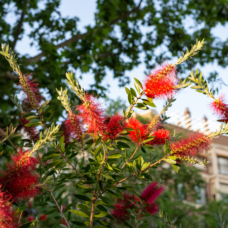 Krzew Kuflik Callistemon
