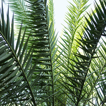 Daktylowiec właściwy (Phoenix Dactylifera) nasiona 5 szt