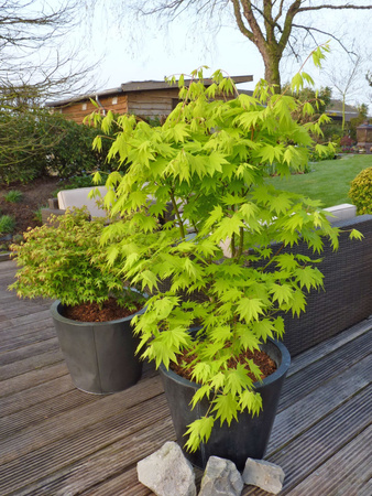 Klon palmowy Acer shirasawanum "Jordan yellow"