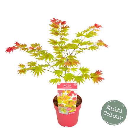 Klon palmowy Acer shirasawanum 'Moonrise'