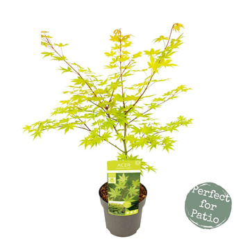 Klon palmowy Acer palmatum 'Summer Gold'