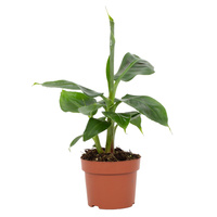 Tropicana 