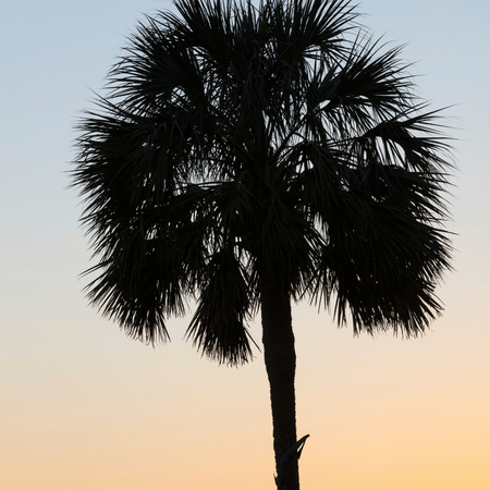 Palma Kabaczkowa (Sabal Palmetto) 5 nasion