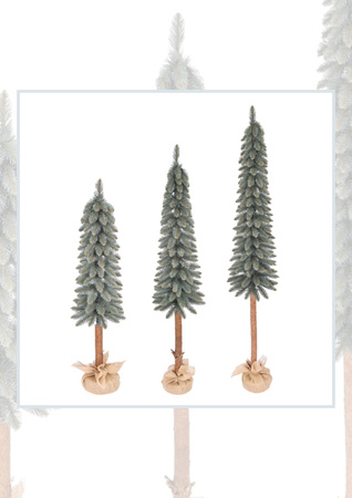 Choinka Świerk srebrny na pniu – Srebrzysta Smukła Elegancja 140 cm