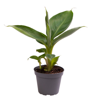 Bananowiec Musa acuminata 'Cheeka'