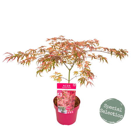 Klon palmowy Acer palmatum 'Shirazz'