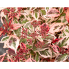Hortensja Hydrangea 'Euphorbia Pink'